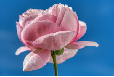 Bouquet of roses in dream