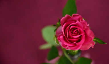 Red rose dream symbolism