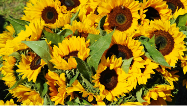 Walking through sunflower field dream