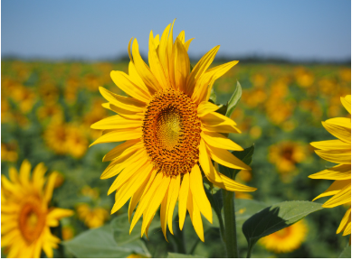 🌻 20 Bright Sunflower Dream Interpretations, sunflower dream meaning, dream of sunflower field, dream of growing sunflowers, dream of receiving sunflowers, dream of withered sunflowers