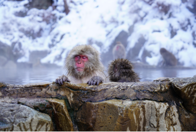 ♨ 20 Healing Hot Spring Water Dream Interpretations, hot spring dream, dream of bathing in hot spring, dream of drinking hot spring water, dream of dirty hot spring, dream of hot spring with family