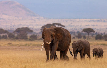 🐘 25 Powerful Elephant Dream Interpretations, elephant dream meaning, dream of elephant approaching, dream of riding an elephant, baby elephant dream, white elephant dream, elephant chasing dream