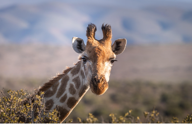🦒 25 Beautiful Giraffe Dream Interpretations, giraffe dream meaning, dream of giraffe approaching, dream of giraffe running, dream of baby giraffe, dream of tall giraffe, spiritual giraffe dream