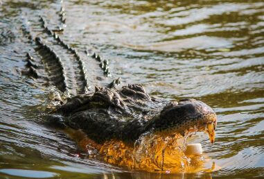 🐊 25 Powerful Crocodile Dream Interpretations, crocodile dream meaning, dream of crocodile attack, crocodile chasing dream, baby crocodile dream, dream of crocodile in water, spiritual crocodile dream