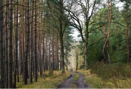 🧭 15 Powerful Lost Dream Meanings Explained,lost dream meaning, dream of getting lost, losing direction dream, wandering dream meaning, maze dream symbolism